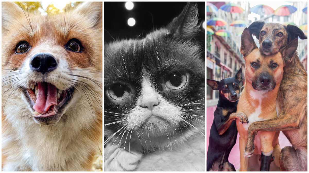 Juniper Foxx, Grumpy Cat und das Verpinscht-Trio