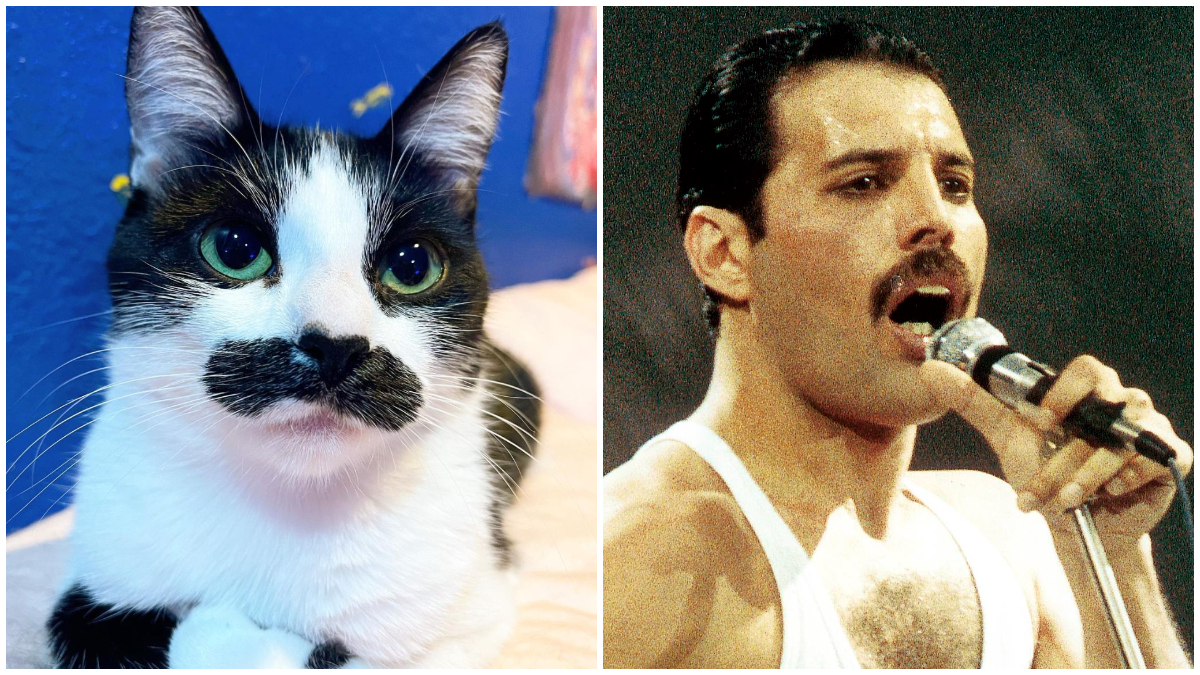 Katze sieht aus wie Freddy Mercury