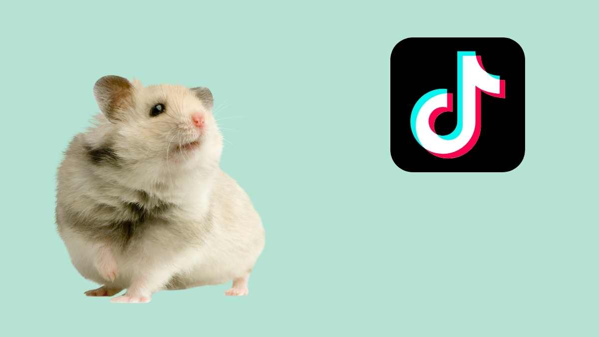 Hamster und Mann auf TikTok