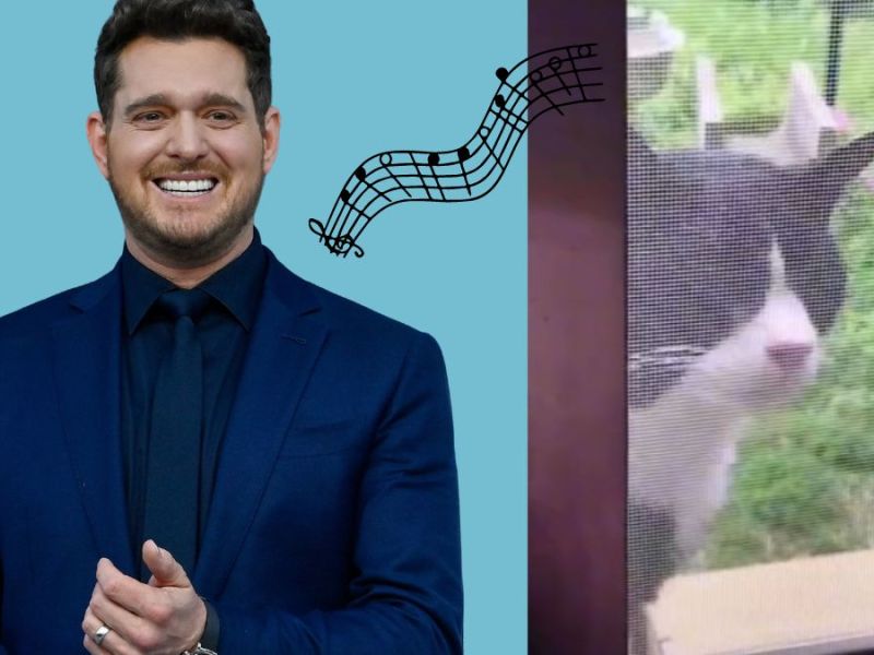 Michael Bublé singt mit einer Katze auf TikTok