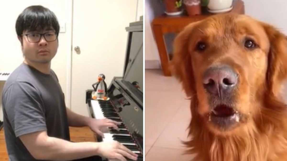 Trauriger Hund Band TikTok